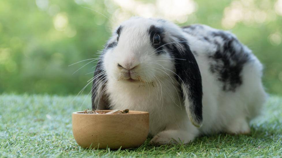 obesity in rabbits; a large Holland Lop rabbit eats his food from his bowl.